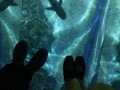 -暹罗海洋世界