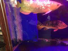 -旗利摩托(旧宫店)