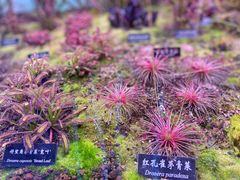 -中国科学院西双版纳热带植物园