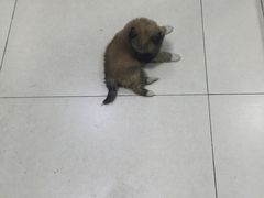 -中农大我爱我爱24h动物医院·中医针灸·猫专科·骨科医疗中心(双井店)