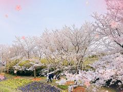 -顾村公园