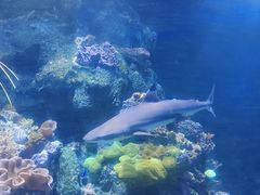-江和美海洋公园