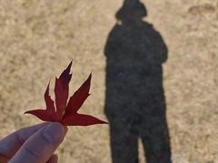 -五角枫生态旅游景区