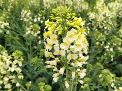 -中国天府农业博览园