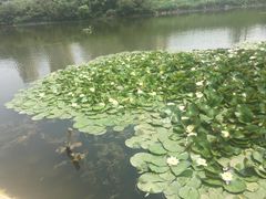 -前关湿地公园