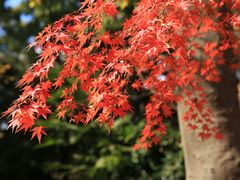-天王寺公园