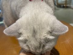 -藏猫猫咖啡主题馆(中央大道店)