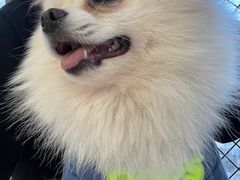 -怪兽屋·羊驼·猫咖·狗咖(俊华广场店)