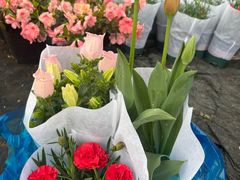 -龙大花卉苗木市场