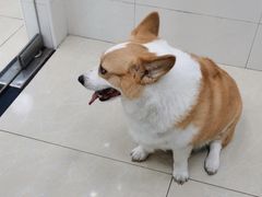 -瑞鹏宠物医院华南总院·夜诊·心脏科·骨科