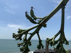 -漳州滨海火山岛自然生态风景区