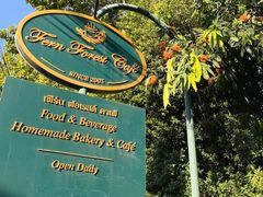 -Fern Forest Cafe