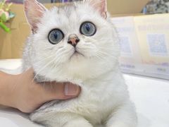-lincat·猫舍(广州店)