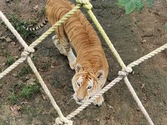 -西霞口神雕山野生动物世界
