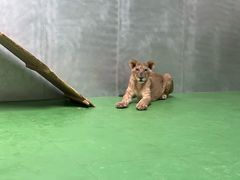 -北京野生动物园