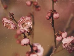 -蜀冈西峰生态公园