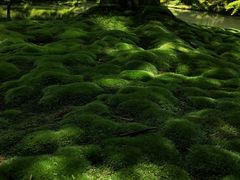 -西芳寺(苔寺)