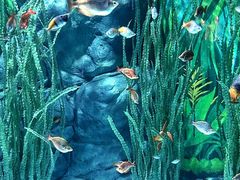 -上海海洋水族馆