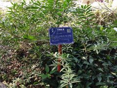 -广西壮族自治区药用植物园