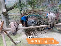 -成都动物园
