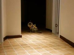 -伟伟宠物医院·CT影像中心·瑞派犬猫综合性门诊(汉口总院)