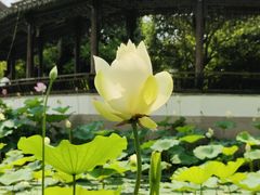 -尚湖风景区