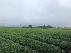 -雪绿茶博物馆