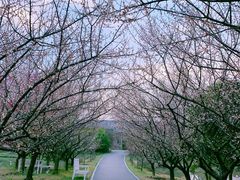 -花开海上生态园
