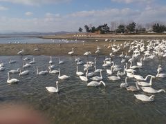 -烟墩角天鹅湖