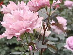 -人民公园(罗湖区)