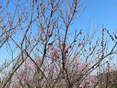 -朱洪元苏式面馆(绿宝广场店)