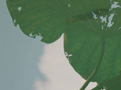 -惠州西湖丰渚园