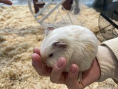 -怪兽屋·羊驼·猫咖·狗咖(俊华广场店)