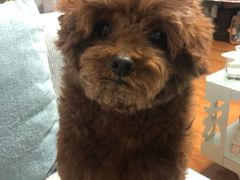 -康乐宝动物医院