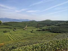 -龙坞茶村