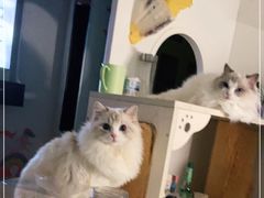 -Bastet sally猫舍购宠(静安店)