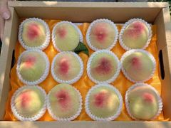 -老袁家蜜桃农场·阳山水蜜桃