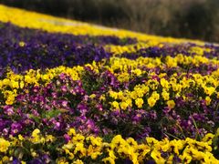 -南通洲际绿博园