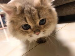 -猫大福·Fortune Cat猫舍(百子湾店)