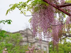 -嘉定紫藤园