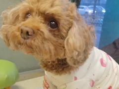 -瑞派申生动物医院·24H夜诊·国际动物医疗中心·骨外科(吴中路店)