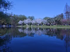 -上海共青森林公园