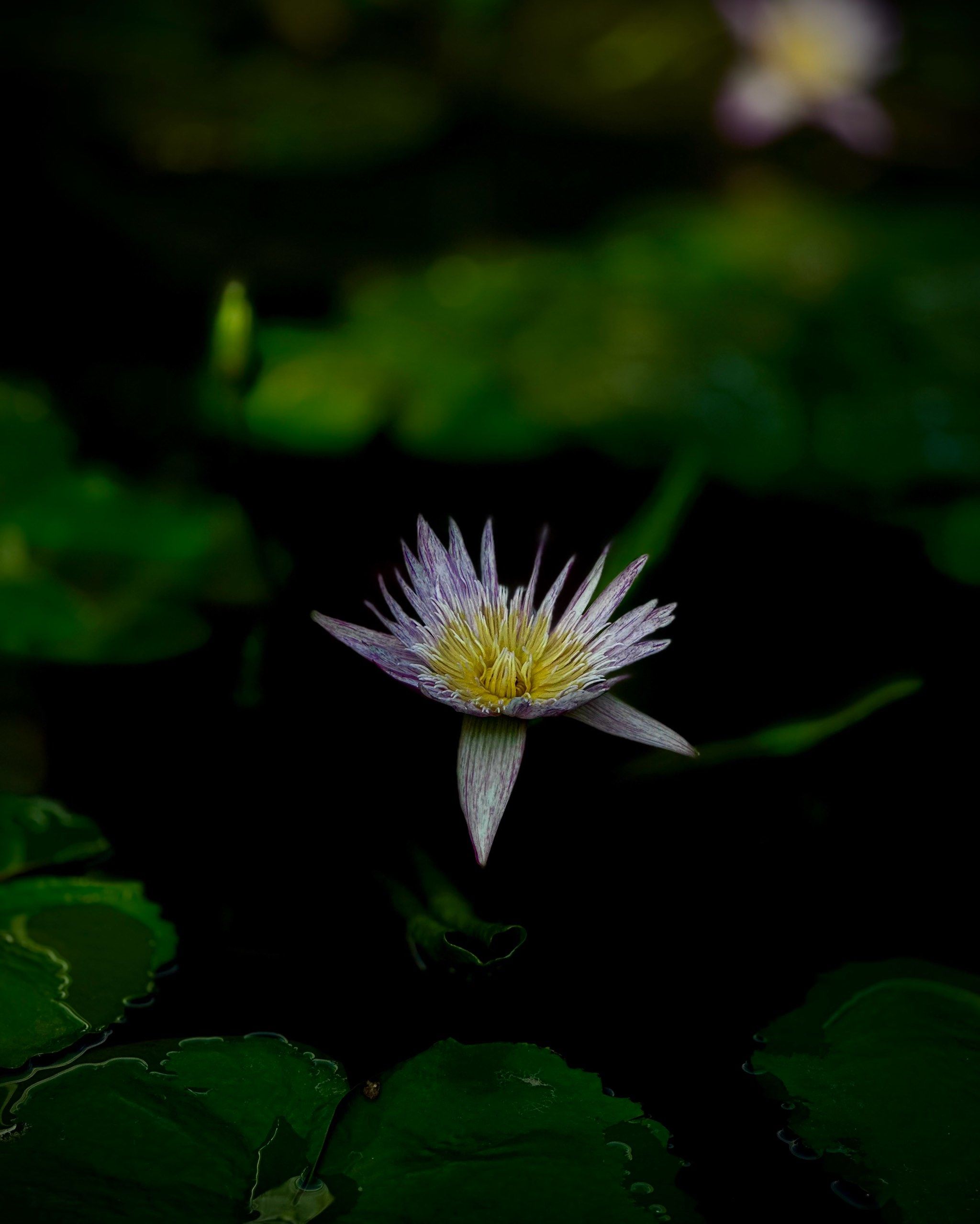 人世至味是清淡