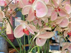 -八府香鸭·啫啫煲(华山路店)