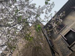 -武汉大学-樱园