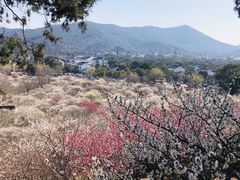 -香雪海