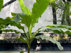 -上海醉白池公园