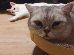 -伟伟宠物医院·瑞派猫友好医院·猫科(光谷店)