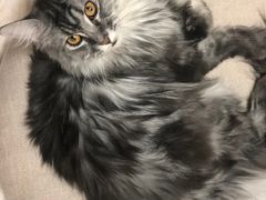 -猫和宫(六道口店)