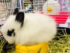 -钓仓鼠(洋桥北里小区店)